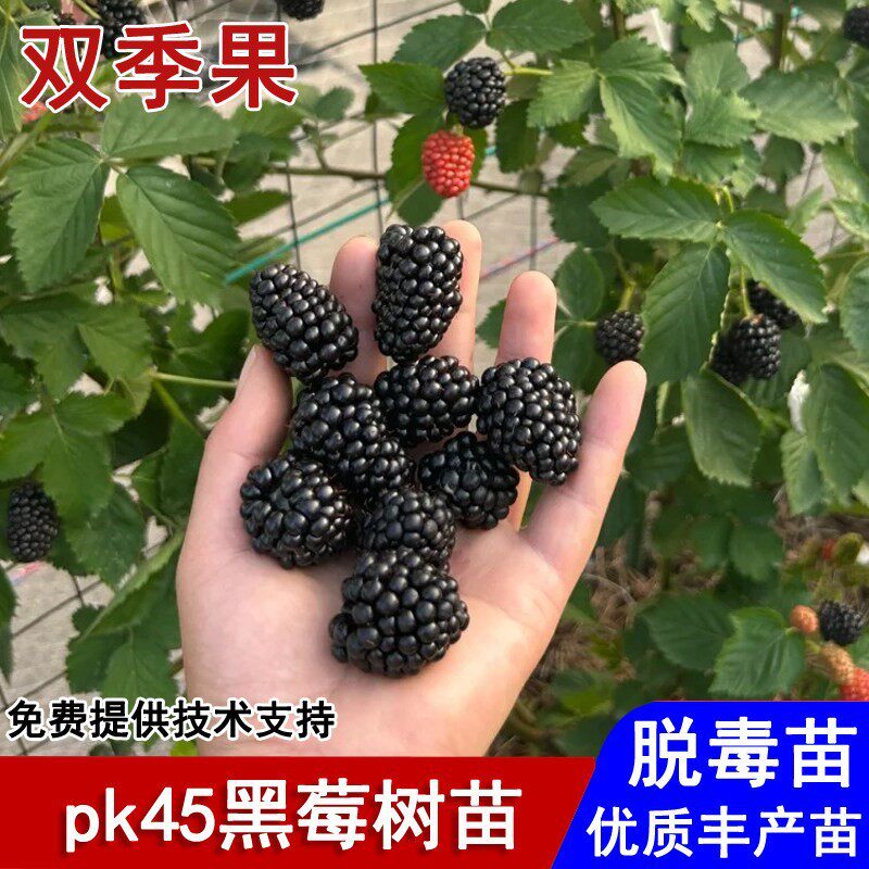 双季pk45黑莓苗黑莓树苗南北方种植浆果覆盆子无刺黑树莓当年结果