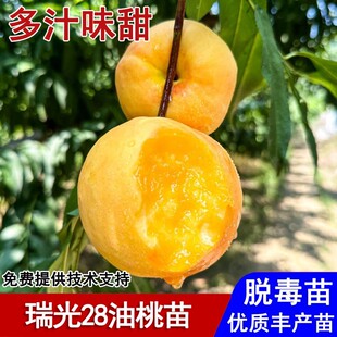 晚熟黄金油桃苗嫁接瑞光28号油桃树苗7月成熟庭院南北方当年结果