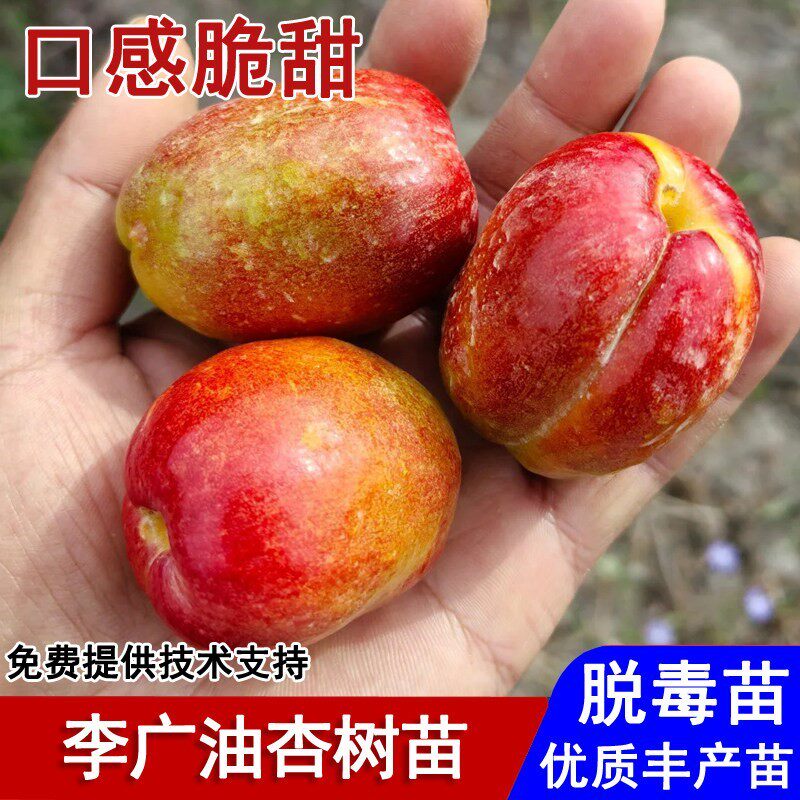 新品种芒果油杏树苗嫁接甜仁杏树果苗盆栽庭院南北方种植当年结果