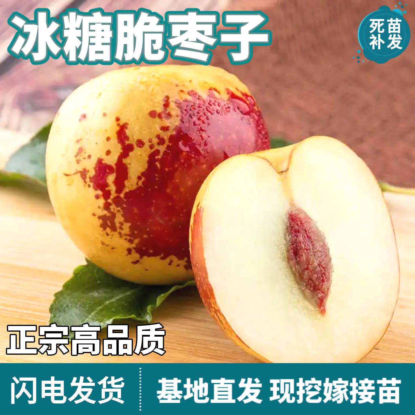 冰糖脆枣子树苗南北方地栽庭院盆栽嫁接特大果甜枣子树苗当年结果