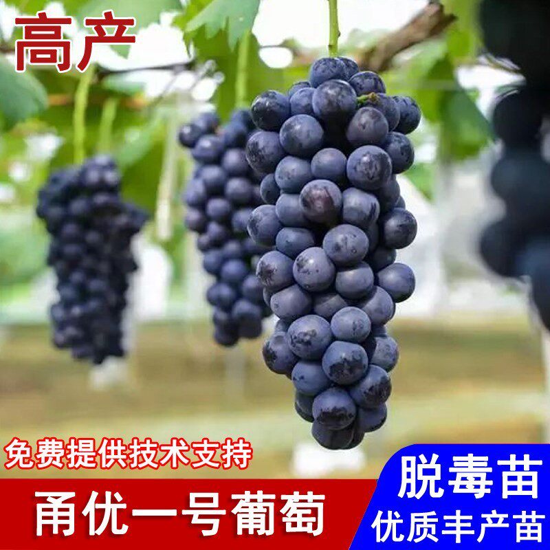 嫁接甬优一号葡萄树苖无籽高甜葡萄苗盆栽庭院地栽南北方当年结果