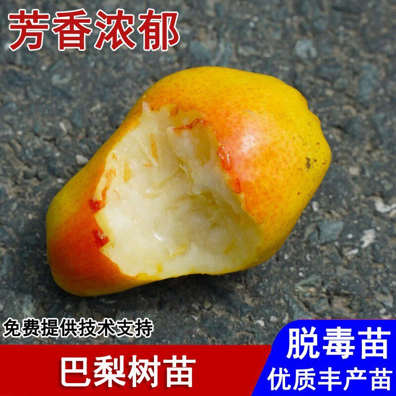 梨树果苗嫁接巴梨树苗早熟太婆梨香蕉梨黄啤梨南北方种植当年结果
