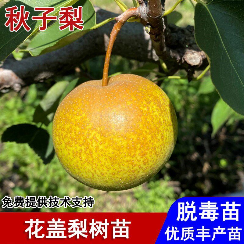 东北耐寒冻梨花盖梨树苗酸甜黑梨秋子梨树果苗南北方种植当年结果