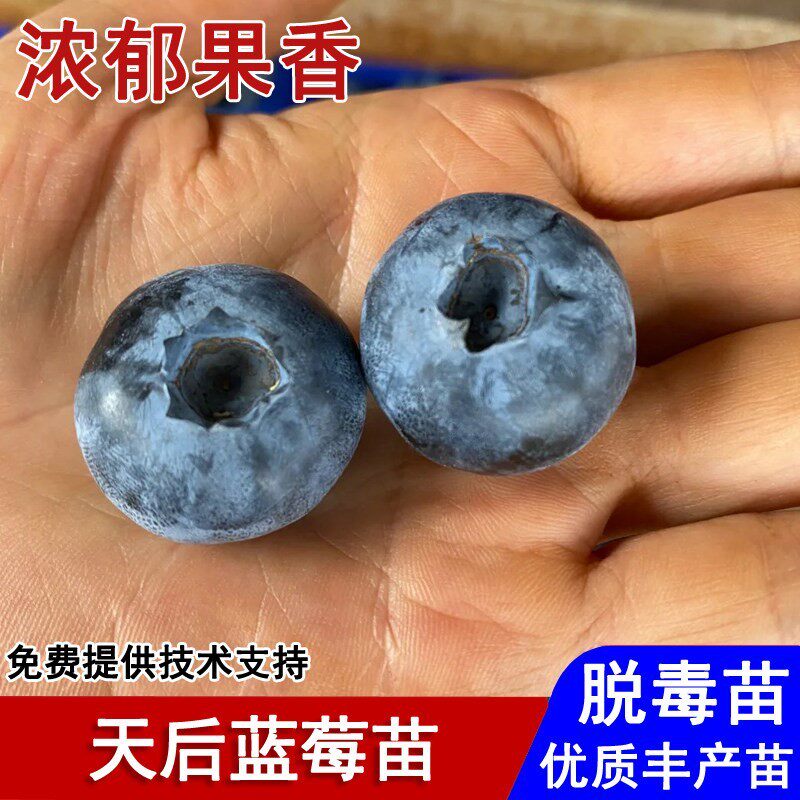 蓝莓树果苗特大天后蓝莓苗早熟南高丛带土盆栽庭院地栽南北方种植