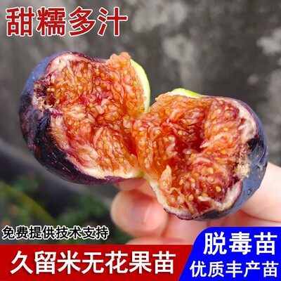 久留米无花果树果苗特大紫色糖心