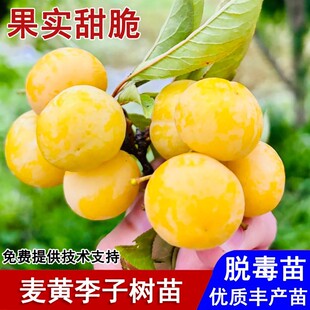 老品种嫁接麦黄李子树苗晚熟脱骨黄金李子苗盆栽庭院种植当年结果