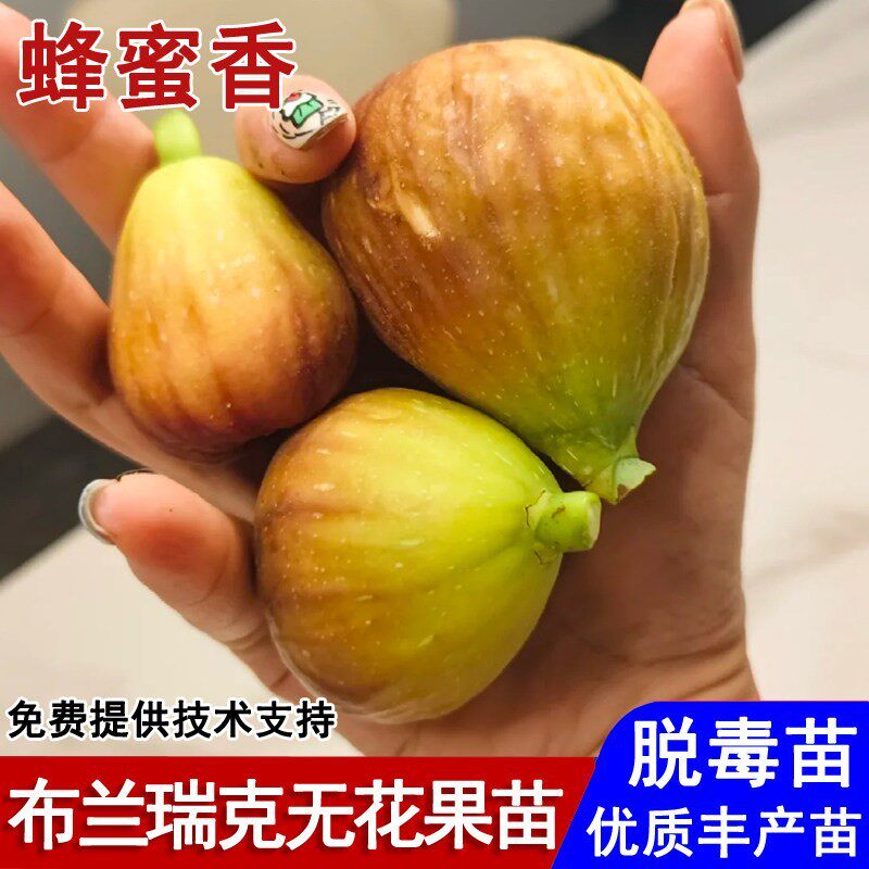 布兰瑞克无花果树果苗特大耐寒无花果苗盆栽庭院地栽种植当年结果