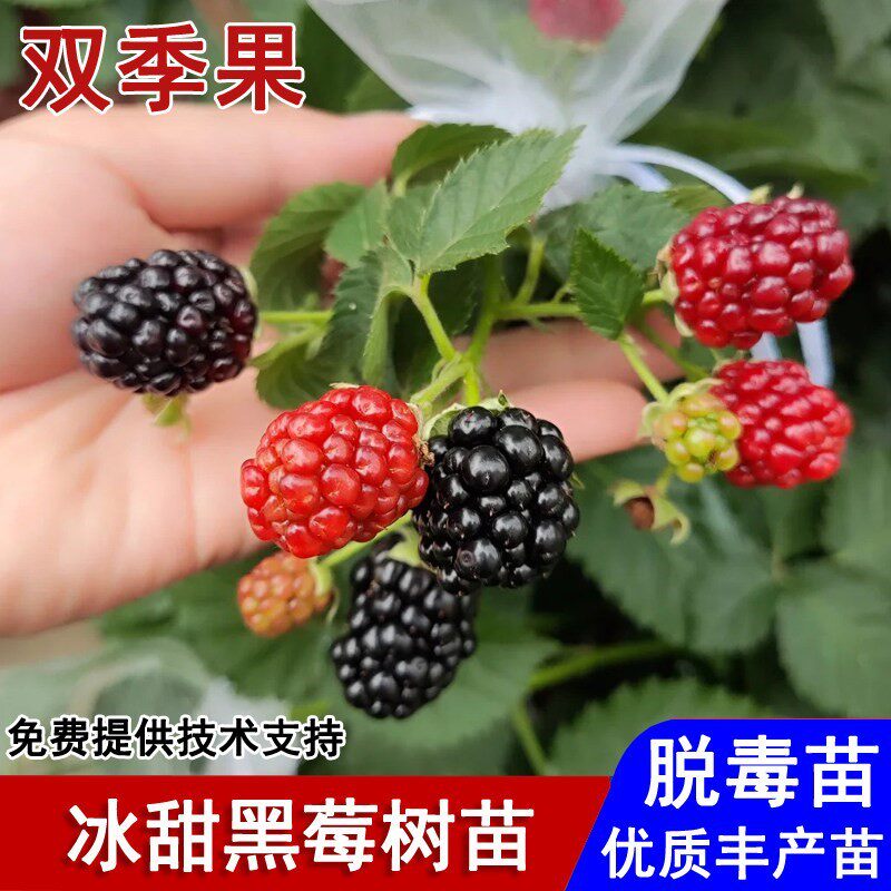 双季黑莓树苗冰甜黑莓苗野生覆盆子浆果树莓盆栽庭院种植当年结果
