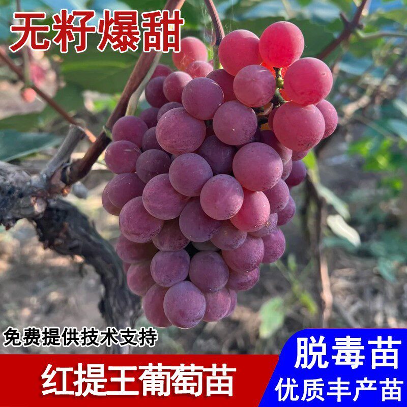 嫁接红提王葡萄树苖美国无籽红提葡萄苗盆栽庭院地栽种植当年结果