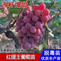 嫁接红提王葡萄树苖美国无籽红提葡萄苗盆栽庭院地栽种植当年结果