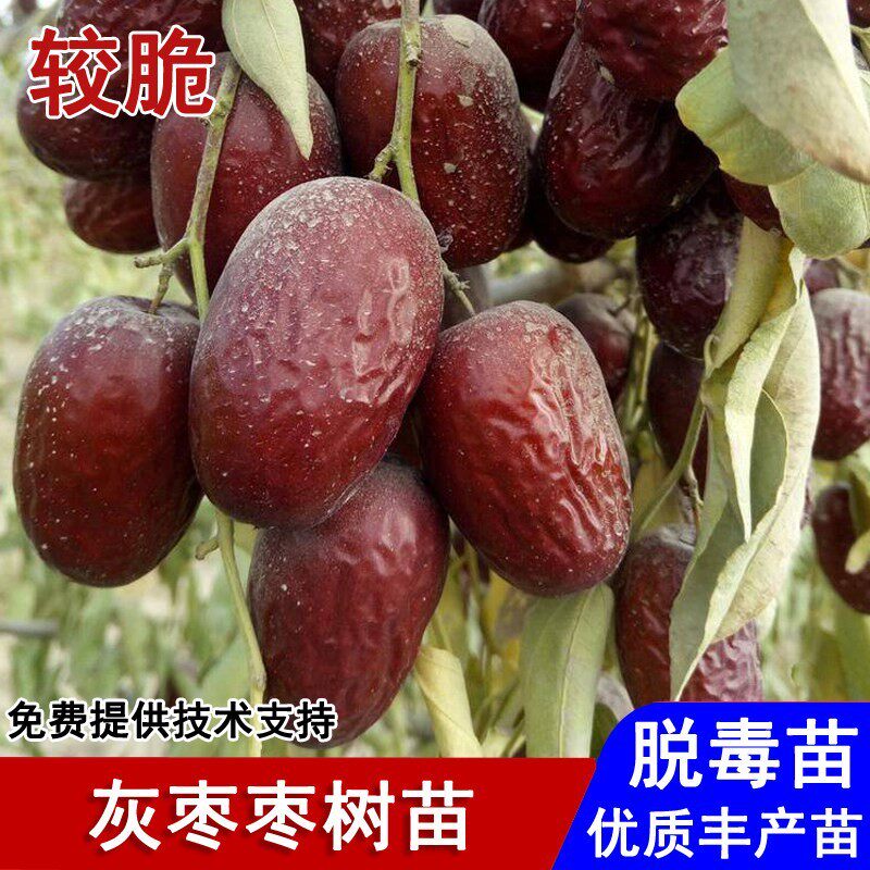 新疆若羌灰枣树苗耐寒嫁接大红枣苗吊干枣活苗南北方种植当年结果