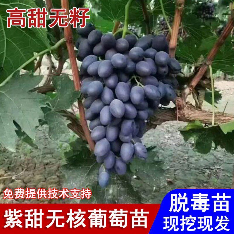 嫁接A17葡萄树苗爬藤紫甜无核葡萄苗北方南方种植当年结果果树苗