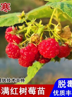 丰满红树莓苗双季耐寒覆盆子树莓