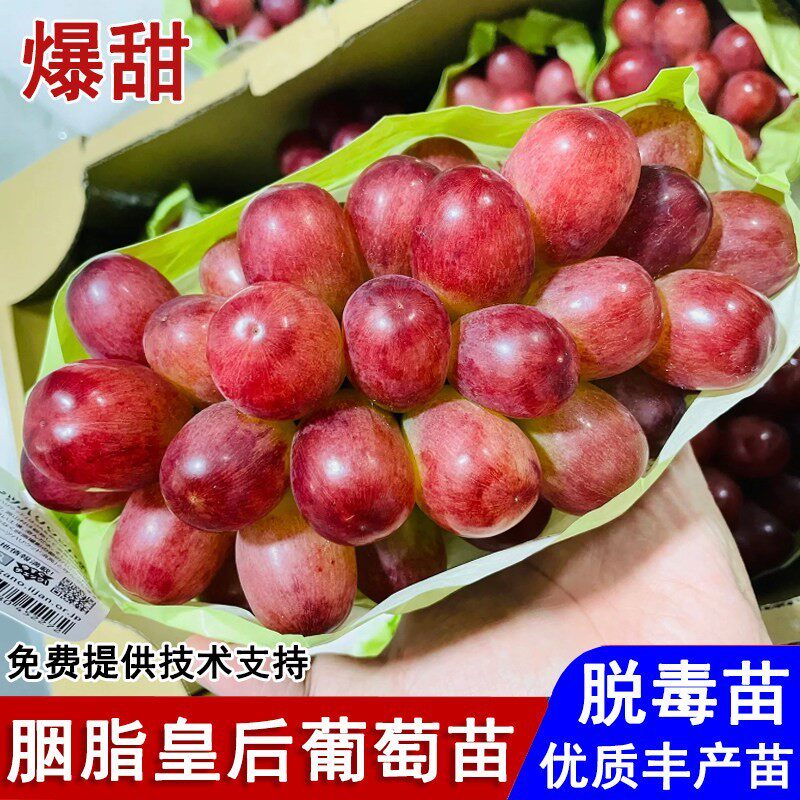嫁接新品种长野胭脂皇后女王葡萄苗红提3309葡萄树5bb砧木果树苗