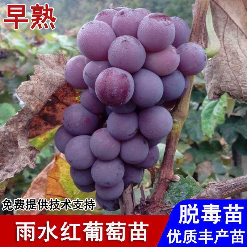 嫁接雨水红葡萄树苖早熟蜜汁葡萄苗盆栽庭院地栽南北方种当年结果