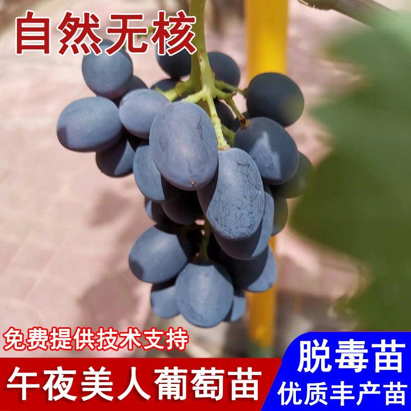 嫁接午夜美人葡萄树苖脆甜无核黑提葡萄苗盆栽庭院南北方当年结果