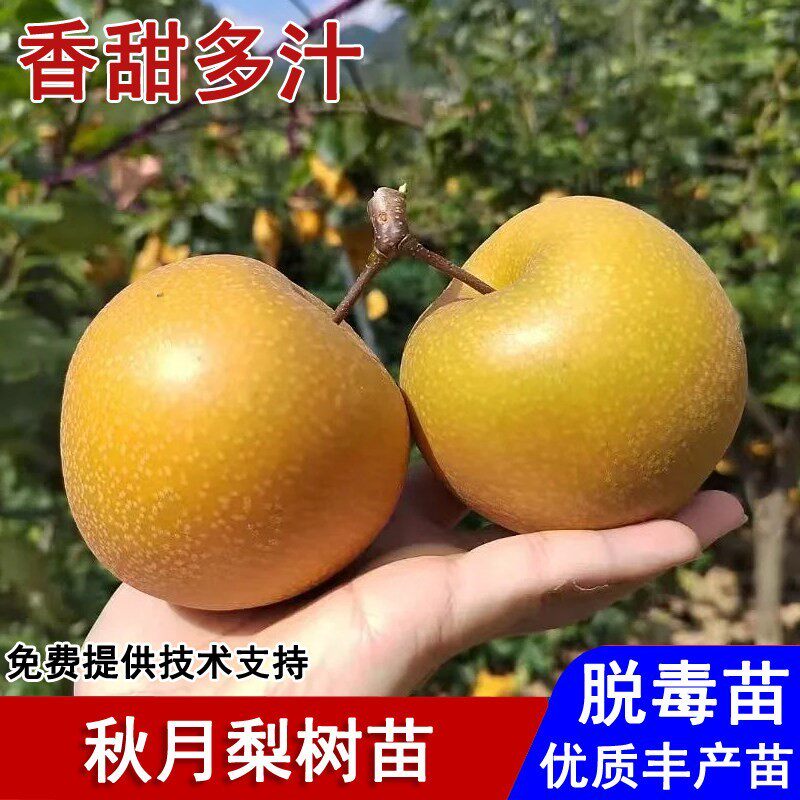 梨树果苗嫁接秋月梨树苗脆甜黄梨冰糖蜜梨苗盆栽庭院种植当年结果