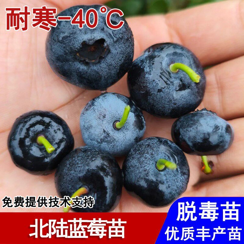 北陆蓝莓树果苗早熟半高丛带土蓝莓苗盆栽庭院地栽南北方当年结果