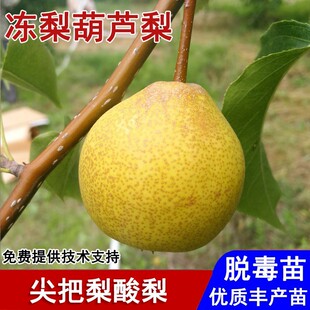 东北秋子梨树苗冻梨嫁接尖把梨树果苗盆栽庭院地栽南北方当年结果