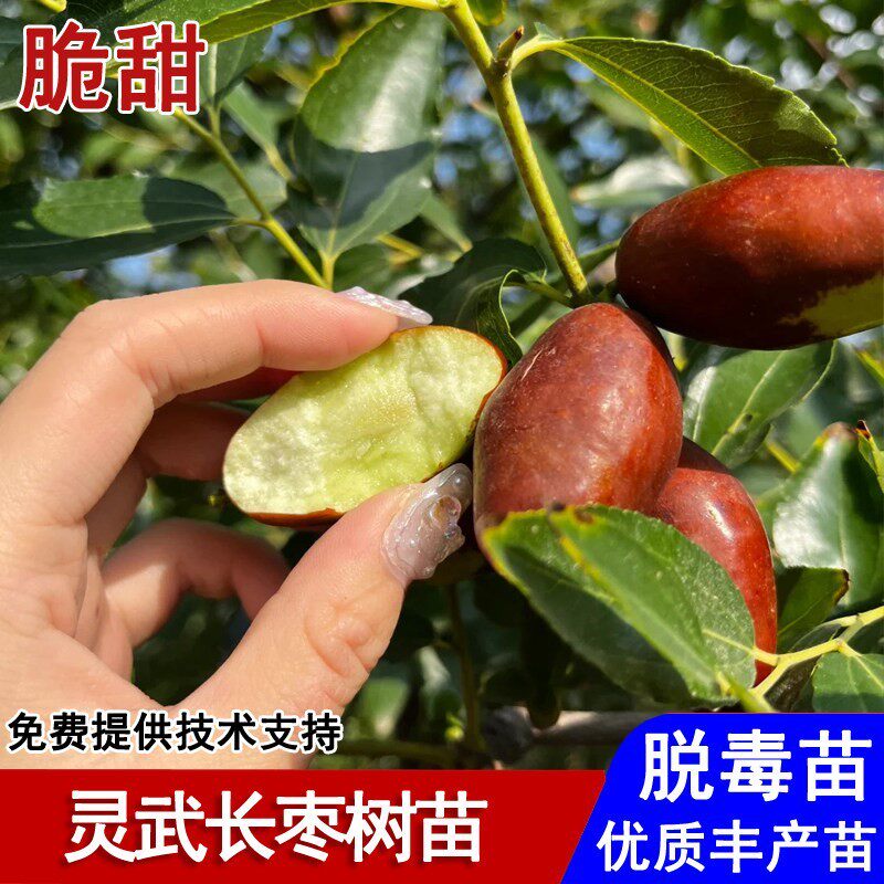 宁夏灵武长枣苗树活苗特大嫁接脆甜枣树苗品种庭院南北方当年结果