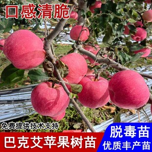 新品种日本巴克艾苹果树苗嫁接早熟嘎啦苹果苗南北方种植当年结果