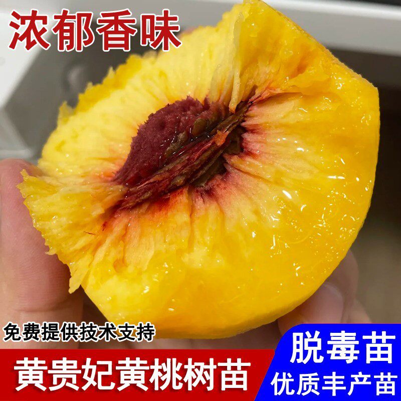 嫁接日本黄贵妃桃树苗晚熟9月成熟黄桃苗盆栽庭院南北方当年结果