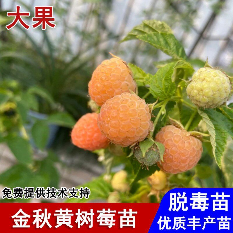 双季金秋黄树莓苗纯甜无刺黄树莓果苗盆栽庭院南北方种植当年结果