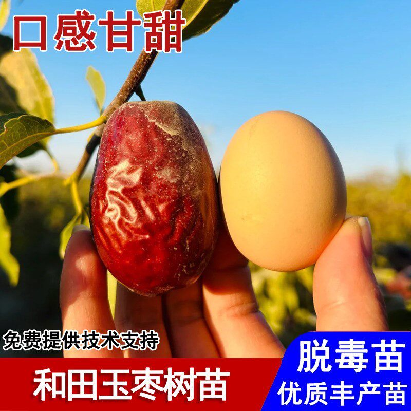 新疆和田玉枣树活苗嫁接特大红枣骏枣苗盆栽庭院地栽种植当年结果