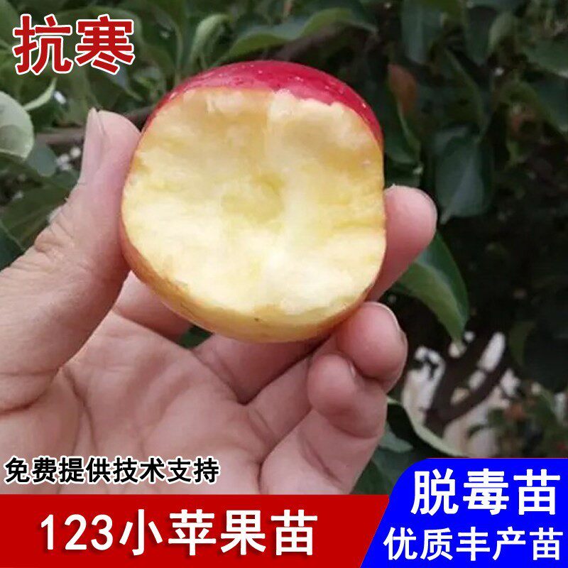 东北123小苹果树苗耐寒海棠沙果苹果苗盆栽庭院地栽种植当年结果