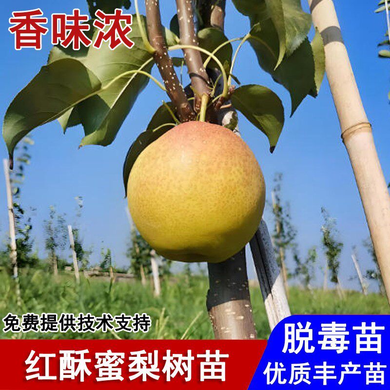 嫁接香梨红酥蜜梨树苗早熟脆甜酥脆梨树果苗盆栽庭院种植当年结果