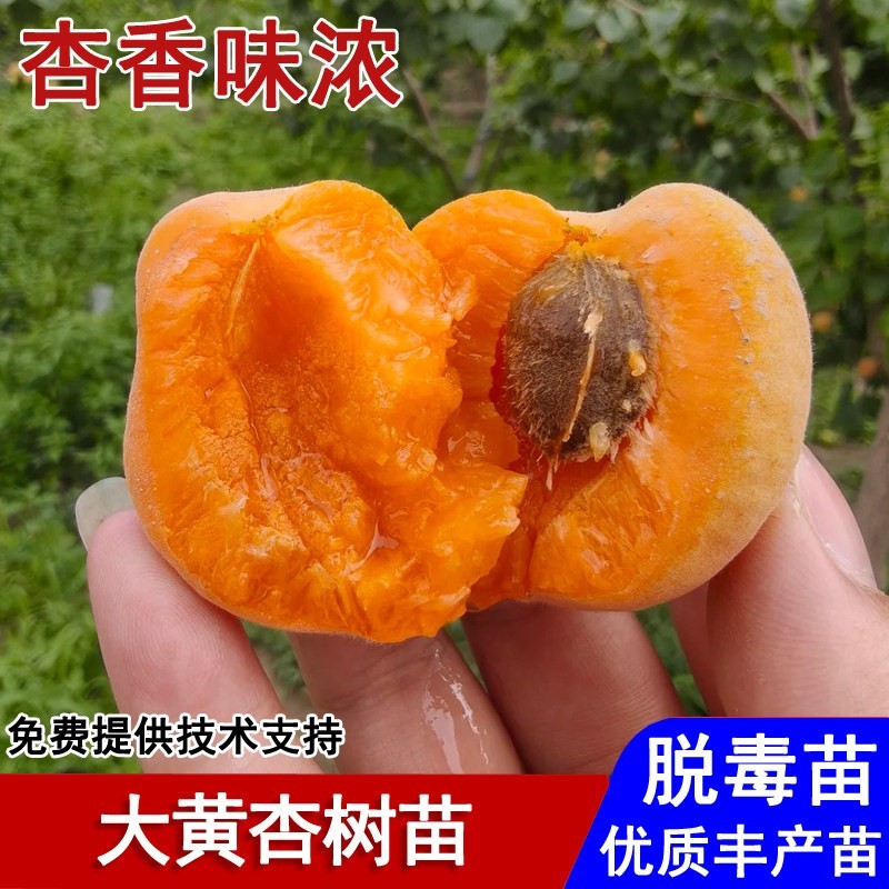 嫁接陕西大黄杏树果苗特大金太阳甜杏子苗盆栽庭院南北方当年结果