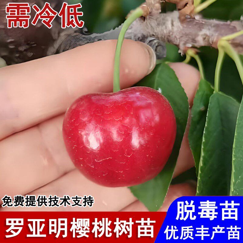 嫁接南方早熟罗亚明大樱桃树苗云南四川贵州车厘子苗种植当年结果