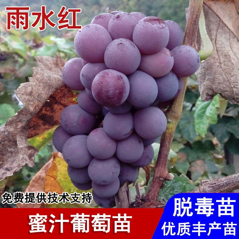 嫁接蜜汁葡萄树苗早熟爬藤甜蜜葡萄苗盆栽庭院南北方种植当年结果