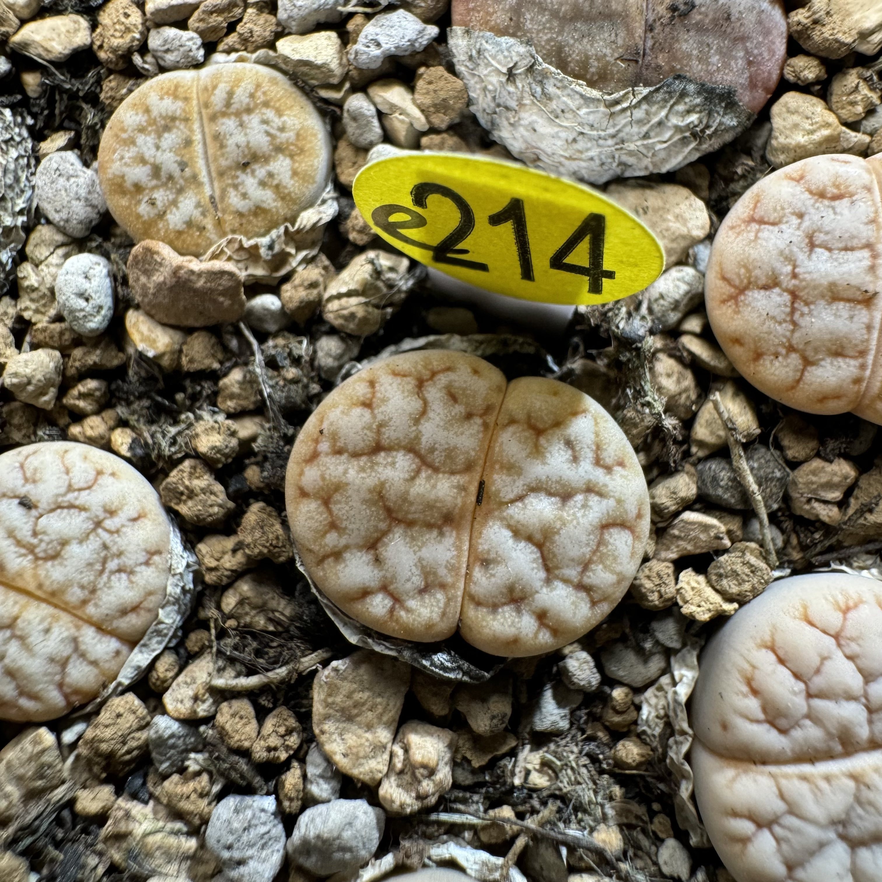 38包邮e214山脉拿铁荒玉生石花大小参考标签1厘米