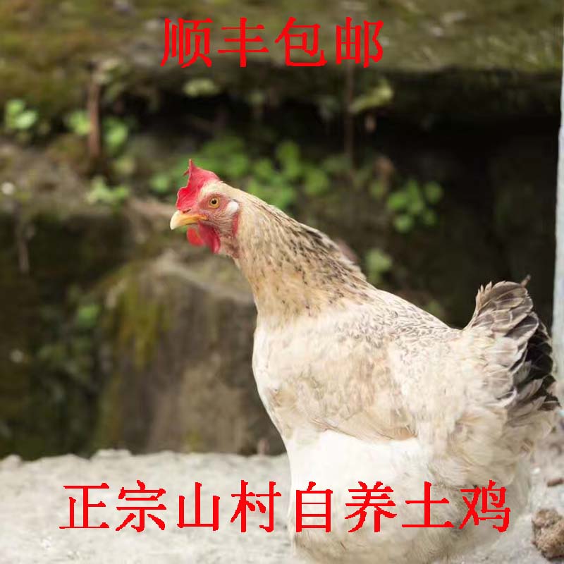 正宗农家散养3年老母新鲜土鸡