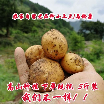 5斤新鲜土豆农家自种代代传自留老品种迷你小土豆新鲜蔬菜马铃薯