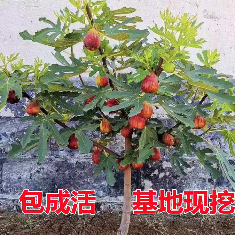 无花果树果苗特大果矮化盆栽南方北方种植果苗波姬红盆栽无花果苗