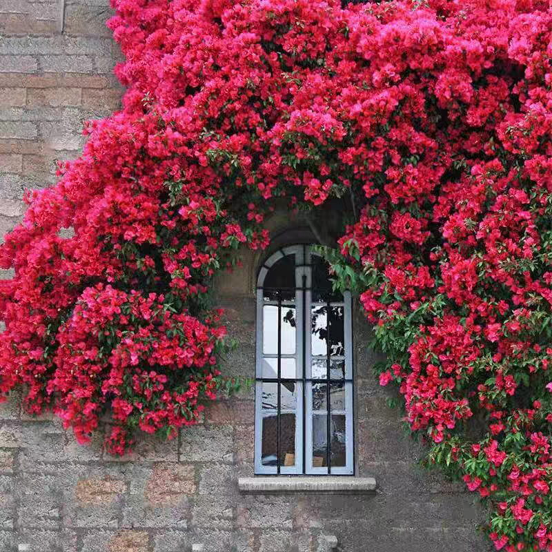 红木香花苗爬藤植物四季蔷薇