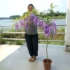 Товары от 花卉园艺2013