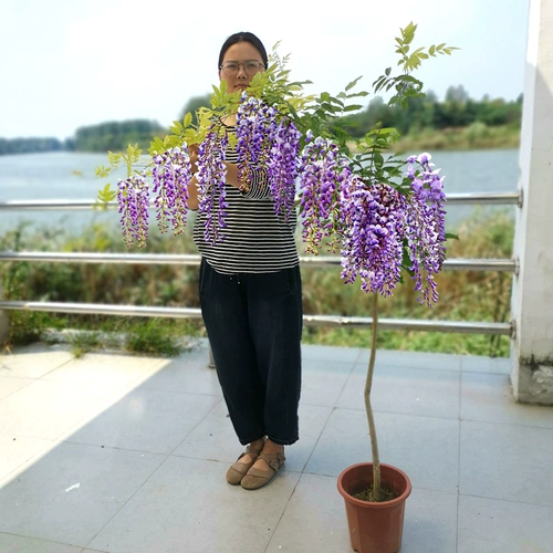 Nanjing Wisteria японская команда Tenglland Wisteria Бен лазание на виноградном дворе балконы в помещении и на открытом воздухе четыре сезона легко выжить