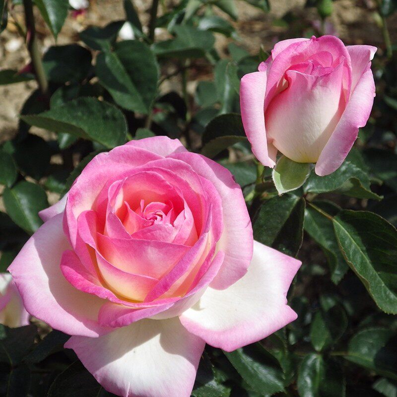 摩纳哥公主月季花大苗盆栽直立性好阳台庭院花卉植物特大花带土