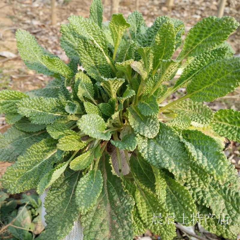 新鲜蛤蟆草 荔枝草 鲜癞蛤蟆草 雪见草 青蛙草 现挖现发 包邮