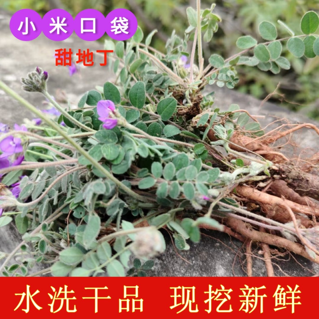 米口袋地丁 萝卜地丁 新鲜甜地丁 紫花地丁 老鼠布袋 晒干500g