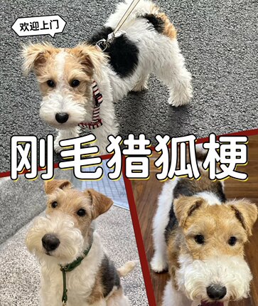 【京津冀可送上门】专业犬舍包纯种网红款刚毛猎狐宝宝包健康