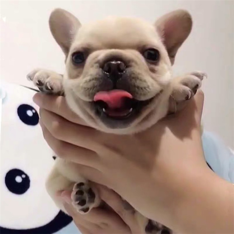 法斗幼犬纯种活体斗牛犬奶油色黑狗狗