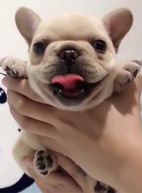 法斗幼犬纯种活体斗牛犬奶油色黑白法国斗牛蓝色短毛法牛北京犬舍