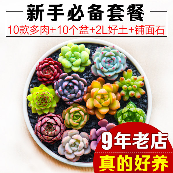 娃娃家家 多肉组合10颗 天猫优惠券折后￥15.3包邮（￥20.3-5）送10个盆+2000ml德国进口营养土+300ml麦饭石铺面+插排