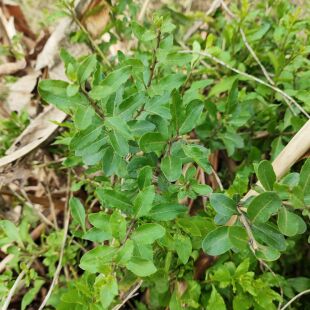 广西枸杞苗有刺小叶枸杞盆栽树苗桂林可食用枸杞带刺枸杞叶菜种苗