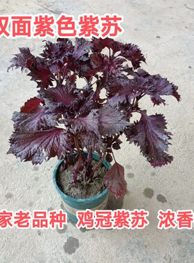 双面紫苏鸡冠紫苏盆栽红叶紫苏苗食用皱叶紫苏树苗带盆中药材种子