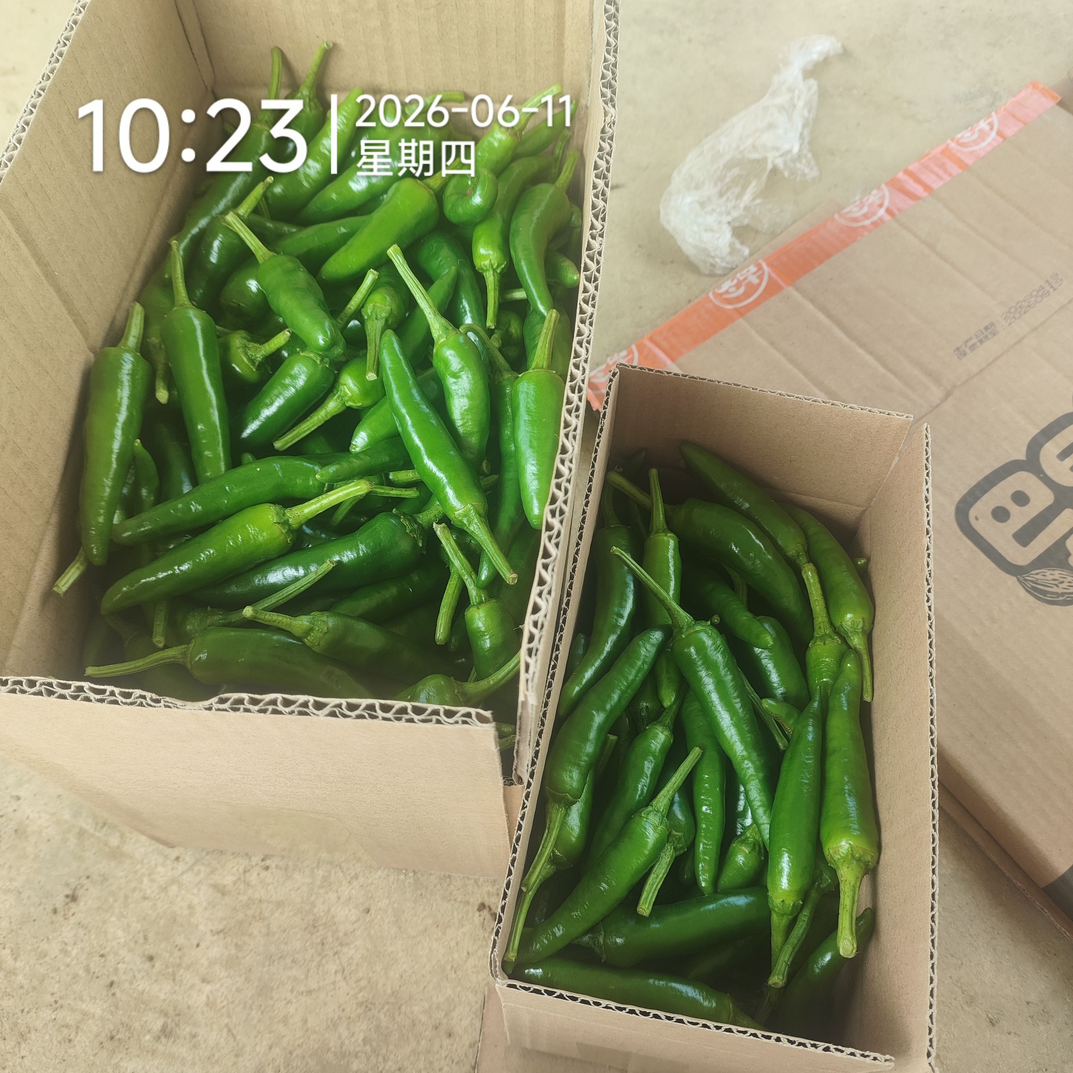 全州辣椒新鲜土辣椒农家小青辣椒桂林酸辣椒乌青泡椒广西红色辣椒